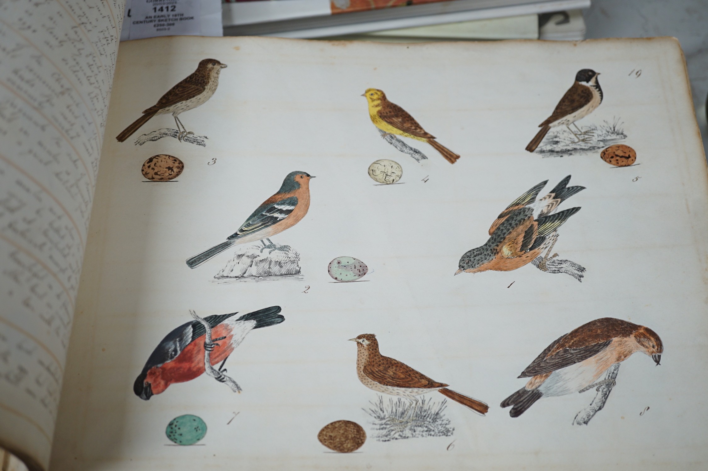 An early 19th century sketch book - wild birds and flowers, all indexed and described